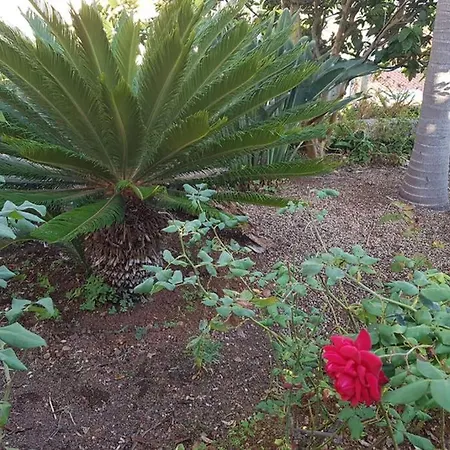 Дом отдыха View Gardens Фуншал